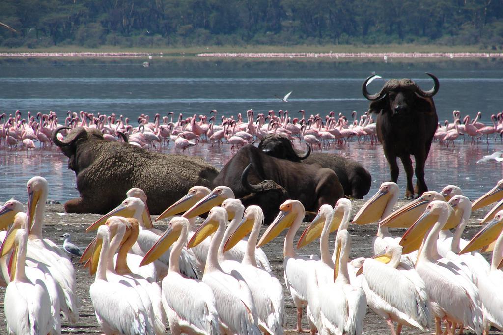 Lake Nakuru National Park Artu Expeditions